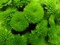 Background of a large bouquet of green chrysanthemums