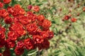 background from a large bush of beautiful red or pink bright roses. A bush of fresh flowers in the garden or backyard Royalty Free Stock Photo