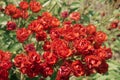 background from a large bush of beautiful red or pink bright roses. A bush of fresh flowers in the garden or backyard Royalty Free Stock Photo