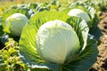 Background with large cabbage field. Ripe cabbage harvest on a farm