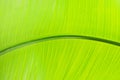 background of a large green banana leaf close-up Royalty Free Stock Photo