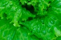Background of large green lettuce leaves, close-up. Fresh salad leaves plant. Raw green leaf vegetables, top view. Salad Royalty Free Stock Photo