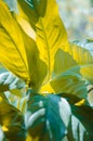 Background of large leaves of Spathiphyllum, leaf texture Royalty Free Stock Photo