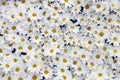 Background of large number white chrysanthemums