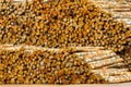 Background of a large pile of birch logs, timber harvesting, processing, export, timber industry