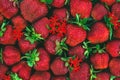 Background of large red strawberries with flowers, garden berries spread evenly throughout the image Royalty Free Stock Photo