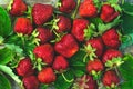 Background of large red strawberries with leaves, garden berries Royalty Free Stock Photo