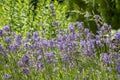 Background of lavender inflorescences on a sunny day