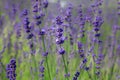 Background of Lavender Royalty Free Stock Photo