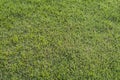 Background lawn is green bright Royalty Free Stock Photo