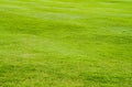 Background lawn is green bright Royalty Free Stock Photo