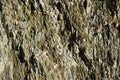 Background of a layered metamorphic rock Royalty Free Stock Photo