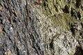 Background of a layered metamorphic rock Royalty Free Stock Photo