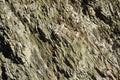 Background of a layered metamorphic rock Royalty Free Stock Photo