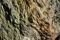Background of a layered metamorphic rock Royalty Free Stock Photo