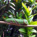 A green worm on tree Royalty Free Stock Photo