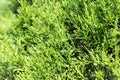 Green leaves wall texture, background green teture