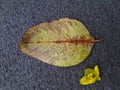 Dry leaf with raindrop on gray cement