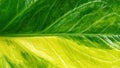 Background of the leaf texture of the ornamental plant Anthurium jemani varigata Royalty Free Stock Photo