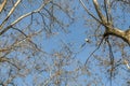 Background of leafless branches