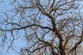 Background of leafless branches