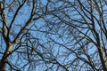 Background of leafless branches