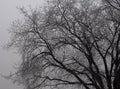 Background Of Leafless Tree In Black and White Royalty Free Stock Photo