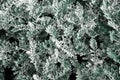 Background of leaves Cineraria Cineraria Dusty Miller Natural texture closeup Royalty Free Stock Photo