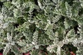 Background of leaves Cineraria Cineraria Dusty Miller Natural texture closeup Royalty Free Stock Photo