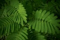 A background of leaves a fern bush light rays dimly illuminate