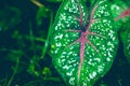 Background leaves green. caladium leaf Royalty Free Stock Photo