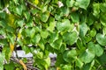 Background leaves, green