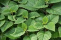 Background of leaves of medicinal herb nettle