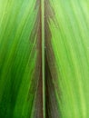 The background of the leaves from the photo shoot of Javanese ginger leaves looks very unique and beautiful