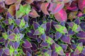 Plectranthus scutellarioides