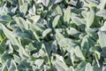 Background of leaves of the Stachys byzantina, top view Royalty Free Stock Photo