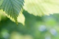 Nature background bokeh with leaves on top