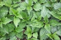 Background of the leaves of young nettle