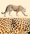 Background from leopard