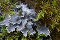 Background with lichens and moss - dog lichen; Peltigera Canina