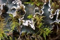 Background with lichens and moss - dog lichen; Peltigera Canina