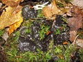 Background with lichens and moss - dog lichen; Peltigera Canina