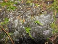 Background with lichens and moss - dog lichen; Peltigera Canina.dog lichen in the autumn forest of northern Europe