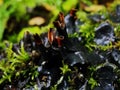 Lichen on the branch of tree. Background with lichens and moss - dog lichen; Peltigera Canina Royalty Free Stock Photo