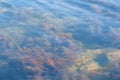 Background with light brown and green seaweed on sea bottom transparent water. Royalty Free Stock Photo