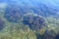 Background with light brown and green seaweed on sea bottom transparent water. Royalty Free Stock Photo