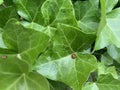 Ivy leaf with ladybug