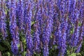 Background of lilac sage flowers