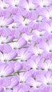 Pattern of lilac white flowers with small longish leaves. Background