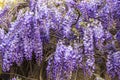 Background of lilac Wisteria flowers